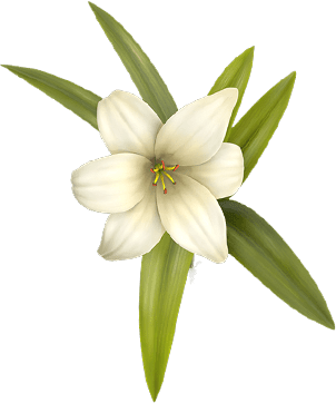 Beyoung white-Flower